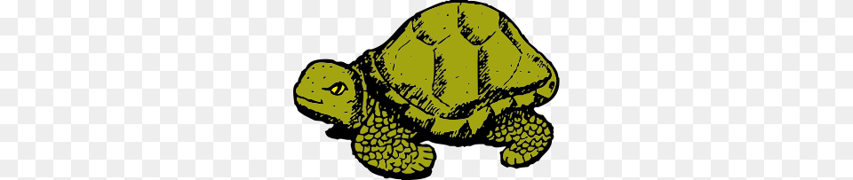 Tortoise Clip Arts Torto Se Clipart, Animal, Reptile, Sea Life, Turtle Png