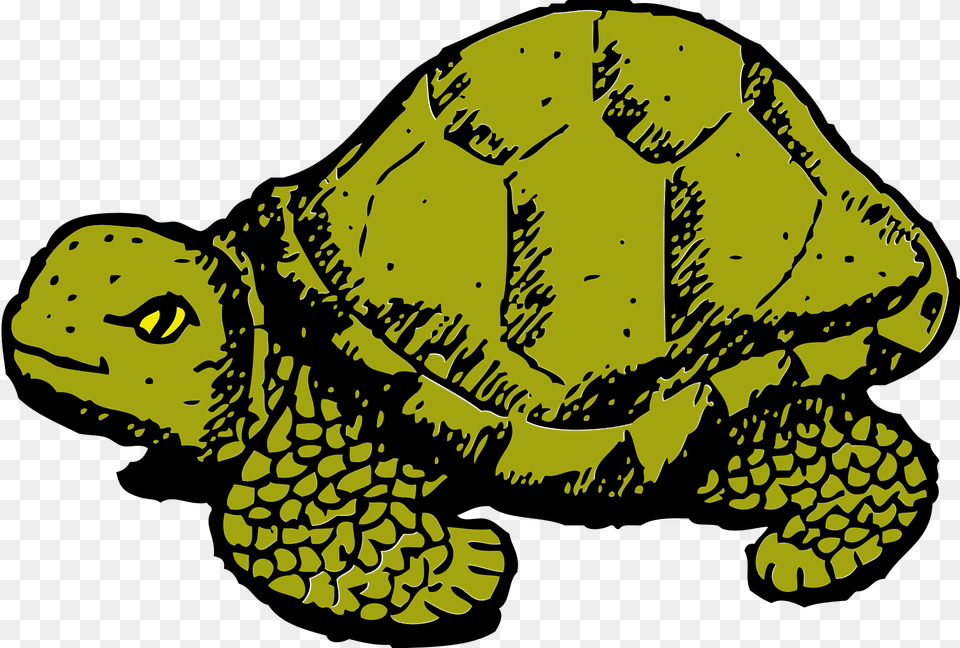 Tortoise Clipart, Animal, Reptile, Sea Life, Turtle Png Image