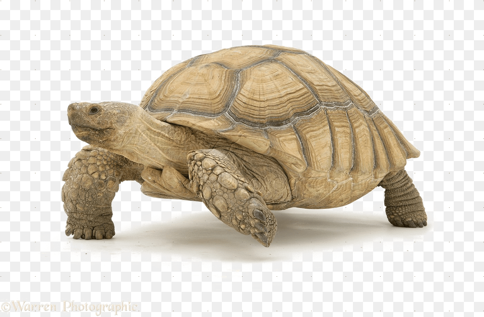 Tortoise Download Transparent Image Desert Tortoise Clip Art, Animal, Reptile, Sea Life, Turtle Free Png