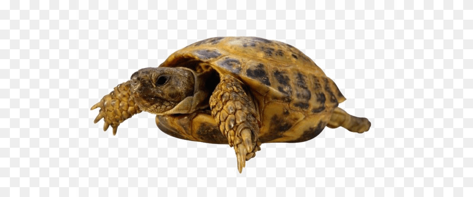 Tortoise Turtle, Animal, Reptile, Sea Life Free Transparent Png