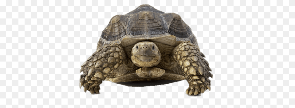 Tortoise Front View, Animal, Reptile, Sea Life, Turtle Free Transparent Png