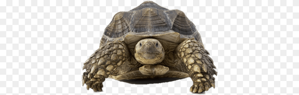 Tortoise Front View Slow Heart, Animal, Reptile, Sea Life, Turtle Free Transparent Png
