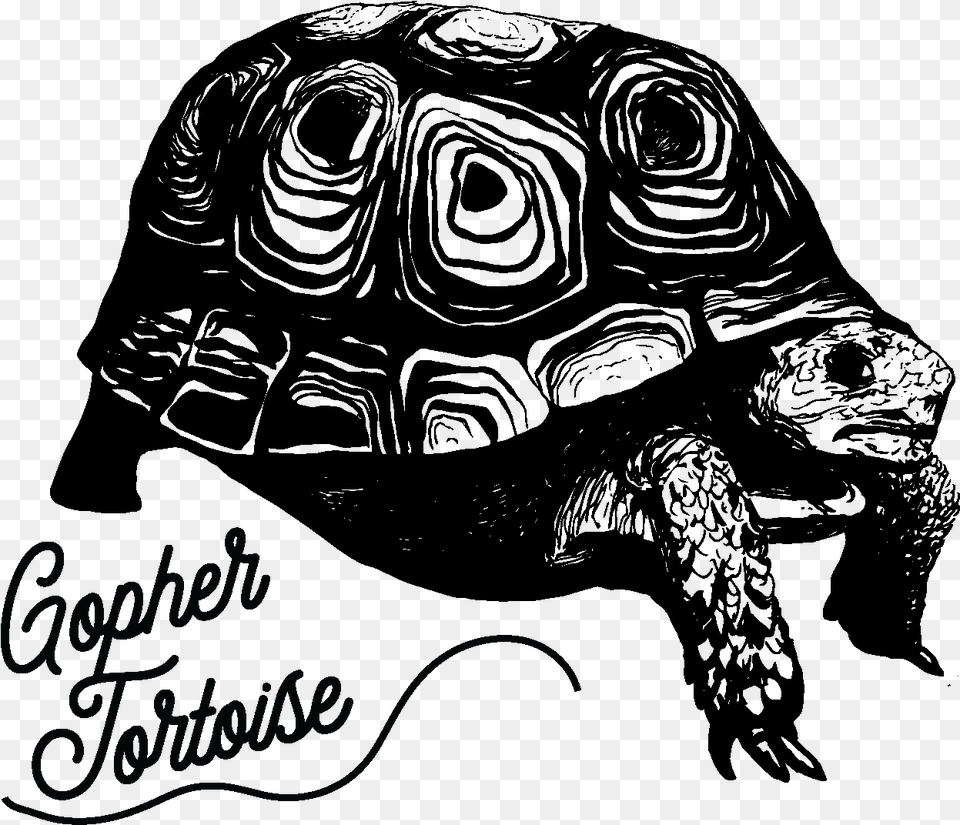 Tortoise Galpagos Tortoise, Text Png