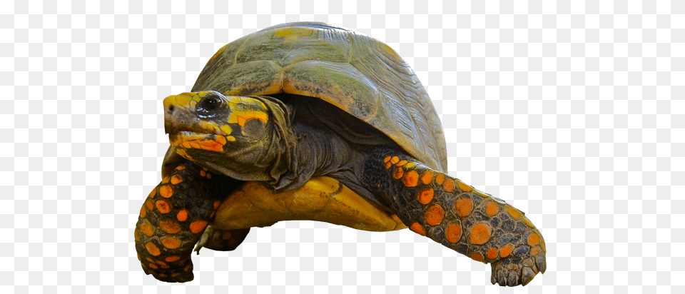 Tortoise Green Orange, Animal, Reptile, Sea Life, Turtle Free Png Download