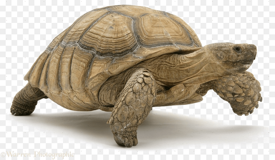 Tortoise Image Galapagos Tortoise No Background, Animal, Reptile, Sea Life, Turtle Png