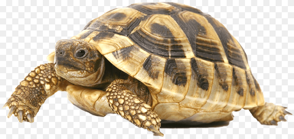 Tortoise Meaning In Kannada, Animal, Reptile, Sea Life, Turtle Free Png Download
