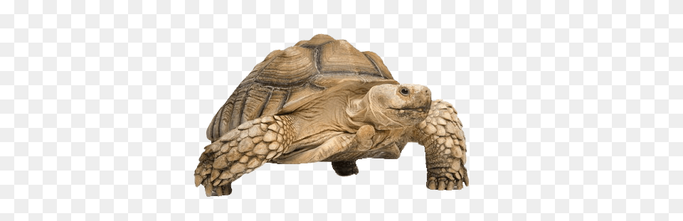 Tortoise On Beach, Animal, Reptile, Sea Life, Turtle Png