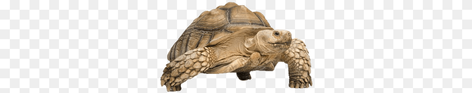 Tortoise On Beach Desert Tortoise No Background, Animal, Reptile, Sea Life, Turtle Free Png