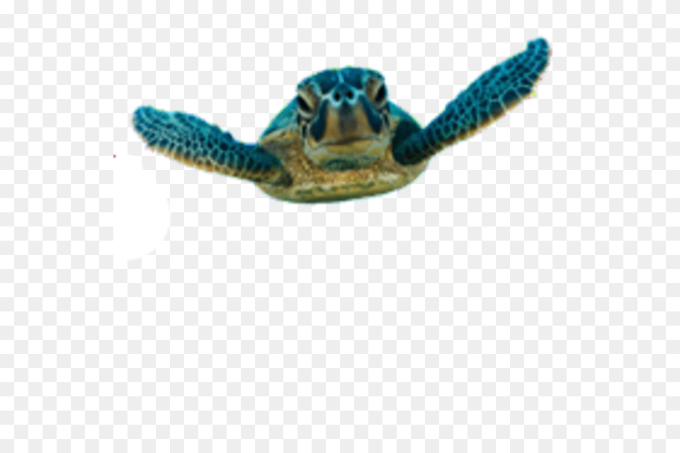 Tortoise Pic Arts, Animal, Reptile, Sea Life, Sea Turtle Free Transparent Png