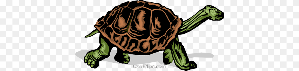 Tortoise Royalty Vector Clip Art Illustration, Animal, Reptile, Sea Life, Turtle Png Image