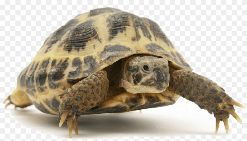 Tortoise Tortoise Images, Animal, Reptile, Sea Life, Turtle Free Transparent Png