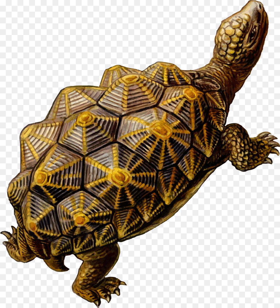 Tortoise Tortoise Turtle Shell Geometry, Animal, Reptile, Sea Life, Box Turtle Free Png