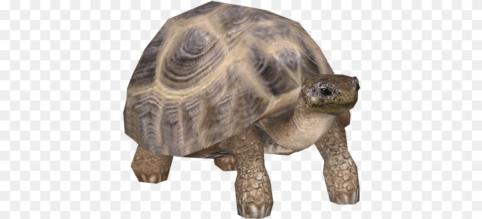 Tortoise Background Class Pets, Animal, Reptile, Sea Life, Turtle Free Transparent Png