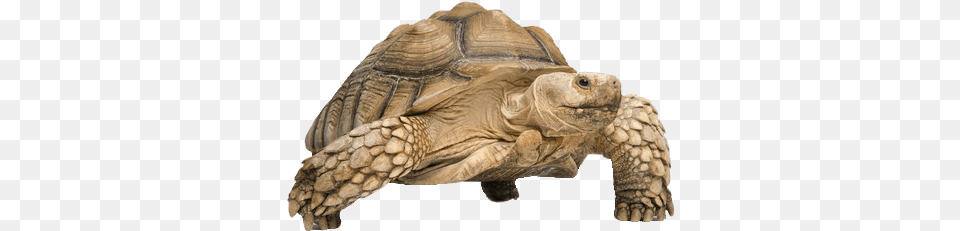 Tortoise Transparent Images Tortoise, Animal, Reptile, Sea Life, Turtle Png Image