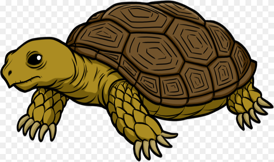 Tortoise Transparent Tortoise, Animal, Reptile, Sea Life, Turtle Free Png Download