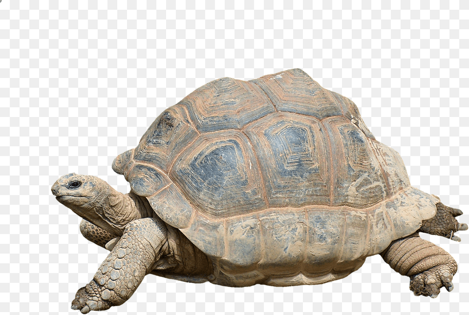 Tortoise Turtle, Animal, Reptile, Sea Life Png Image