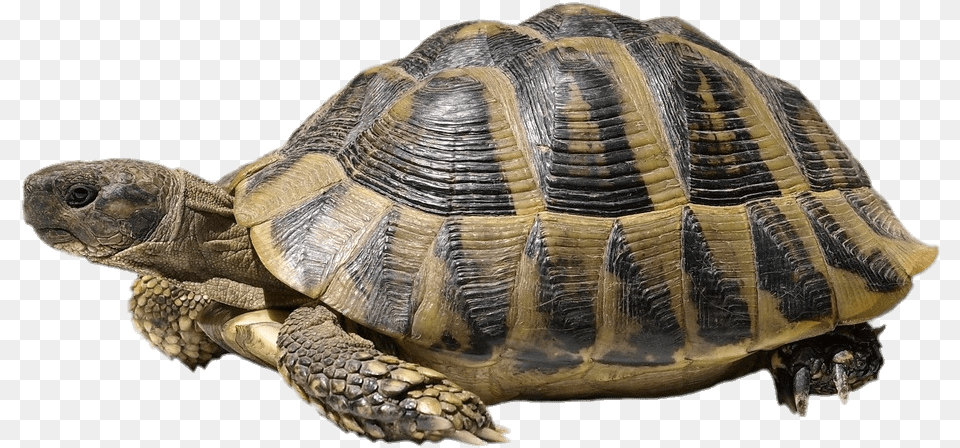 Tortoise Turtle With White Background, Animal, Reptile, Sea Life Free Transparent Png