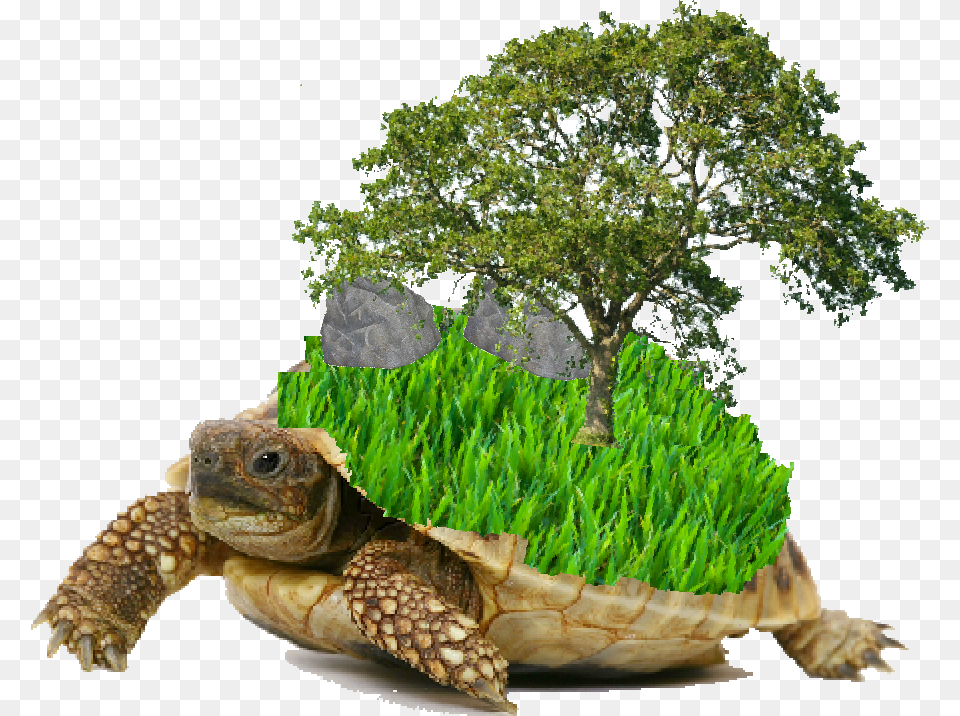 Tortoise White Background, Potted Plant, Plant, Tree, Sea Life Free Png
