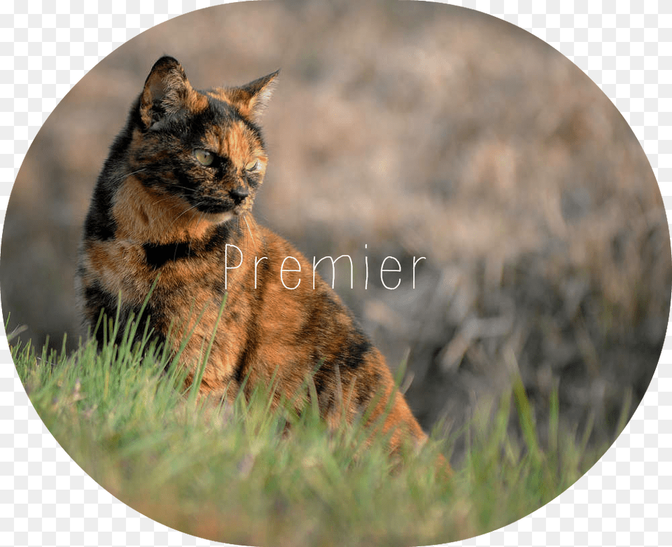 Tortoiseshell In Grass Tabby Cat, Photography, Animal, Mammal, Pet Free Png