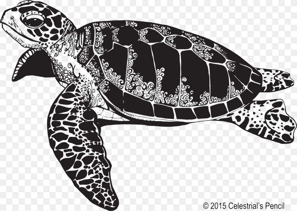Tortuga Marina Blanco Y Negro, Animal, Reptile, Sea Life, Tortoise Free Png