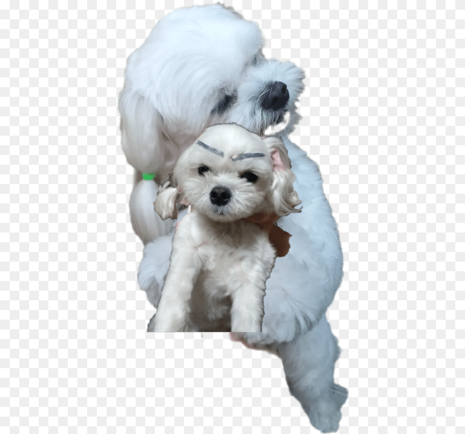 Tory Freetoedit Companion Dog, Animal, Canine, Mammal, Pet Png Image