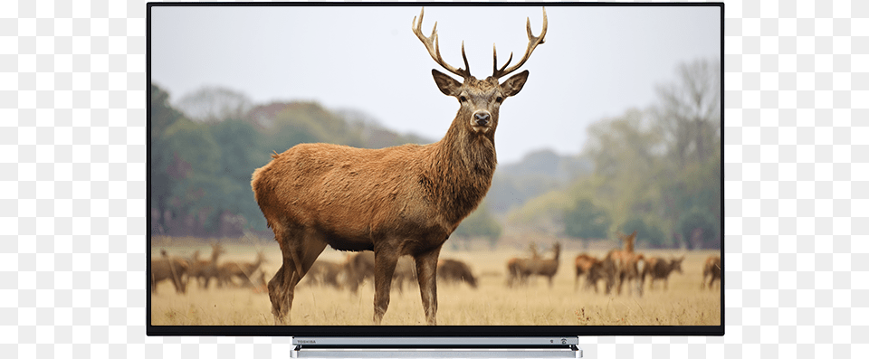 Toshiba Ultra Hd Tv Front Toshiba, Animal, Deer, Elk, Mammal Png Image