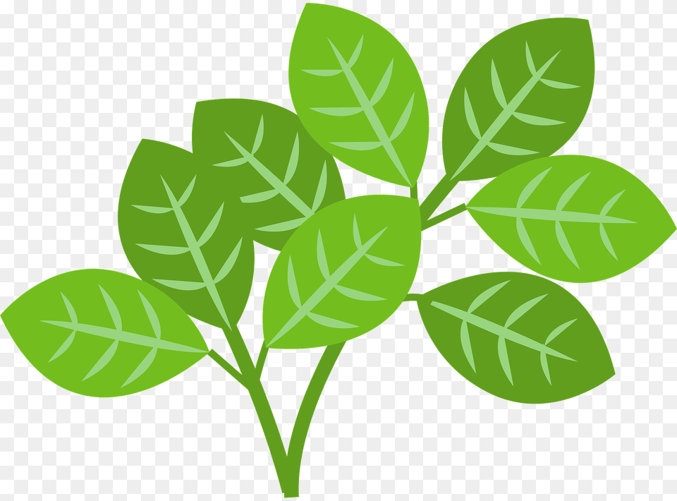 Tossa Jute Vegetable Jute Leaves Clipart, Leaf, Plant, Green, Tobacco Png Image