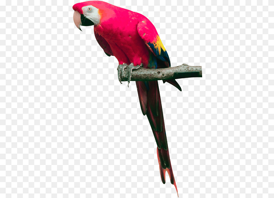 Tota Hd, Animal, Bird, Parrot, Macaw Free Png Download