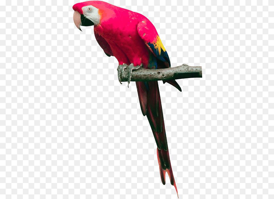 Tota Hd, Animal, Bird, Parrot, Macaw Free Png