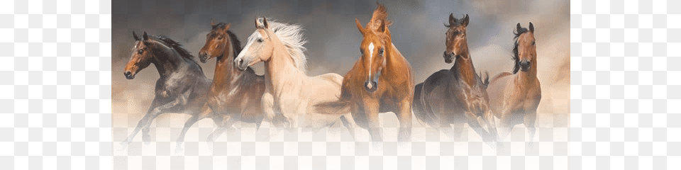 Total Horse Channel Horses Birthday For Teenager, Animal, Mammal, Herd, Colt Horse Free Png