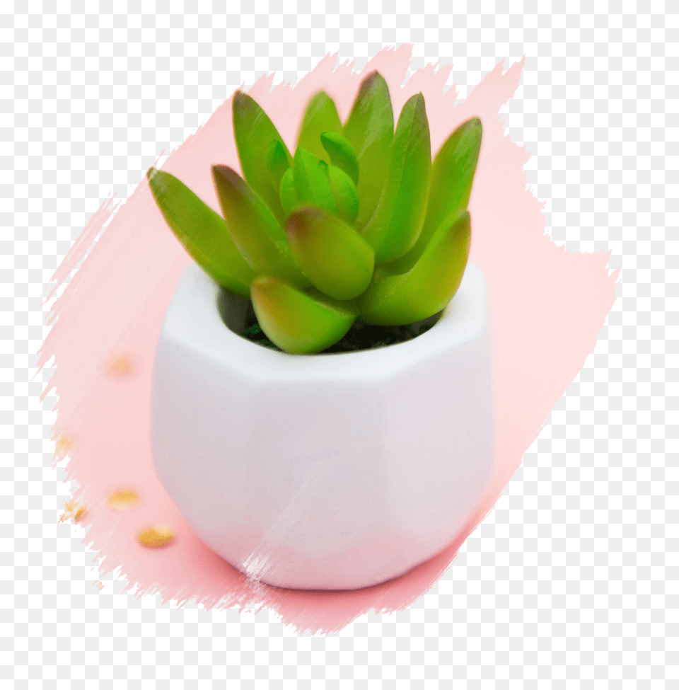 Totally Succulents, Jar, Plant, Planter, Potted Plant Free Png