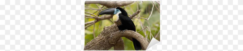 Toucan, Animal, Beak, Bird Free Transparent Png