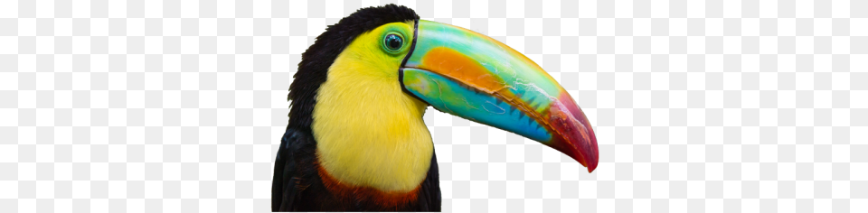 Toucan, Animal, Beak, Bird Free Transparent Png