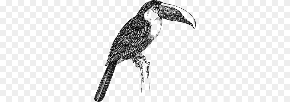 Toucan Gray Free Transparent Png