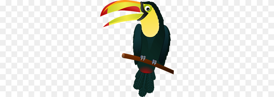 Toucan Animal, Beak, Bird Free Transparent Png