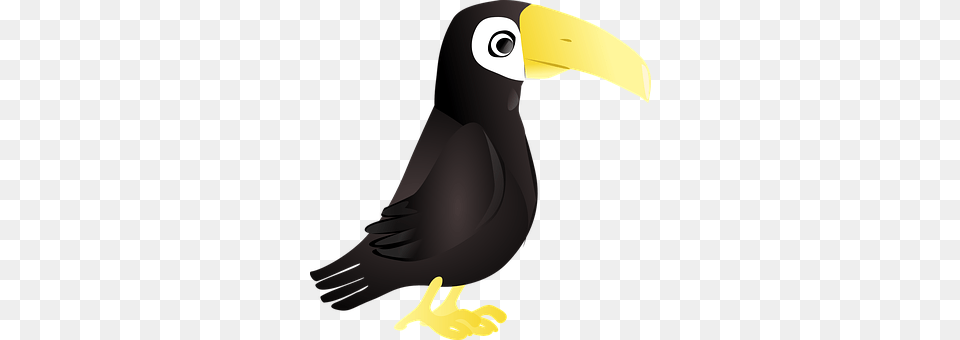 Toucan Animal, Beak, Bird Png Image