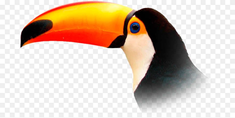 Toucan, Animal, Beak, Bird Free Png Download