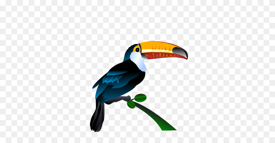 Toucan, Animal, Beak, Bird Png