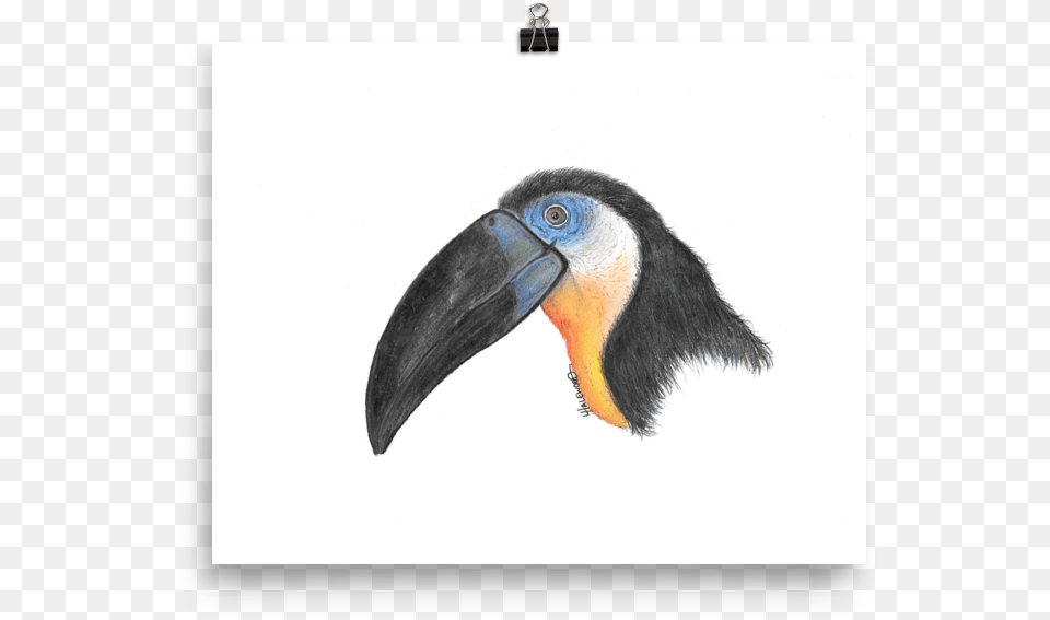 Toucan, Animal, Beak, Bird Png Image