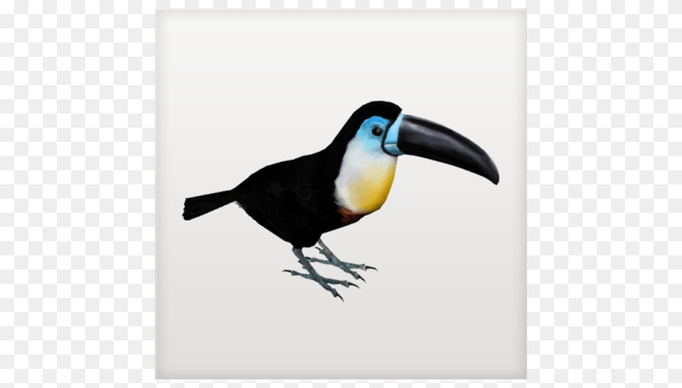 Toucan, Animal, Beak, Bird Free Transparent Png