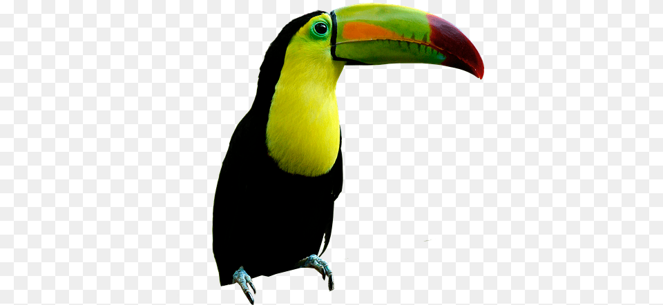 Toucan Beak, Animal, Bird Free Png Download