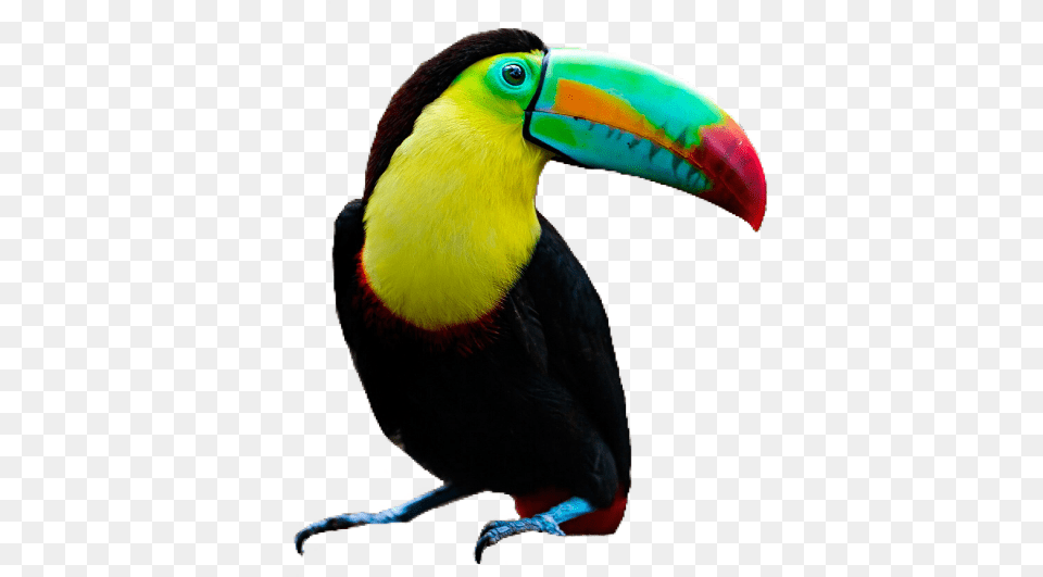 Toucan Bird, Animal, Beak Png