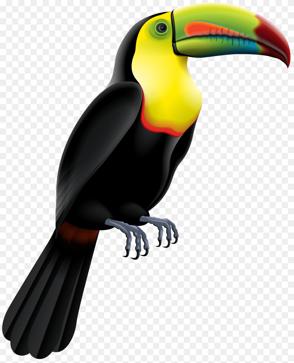 Toucan Bird Clip Art, Animal, Beak Free Png Download