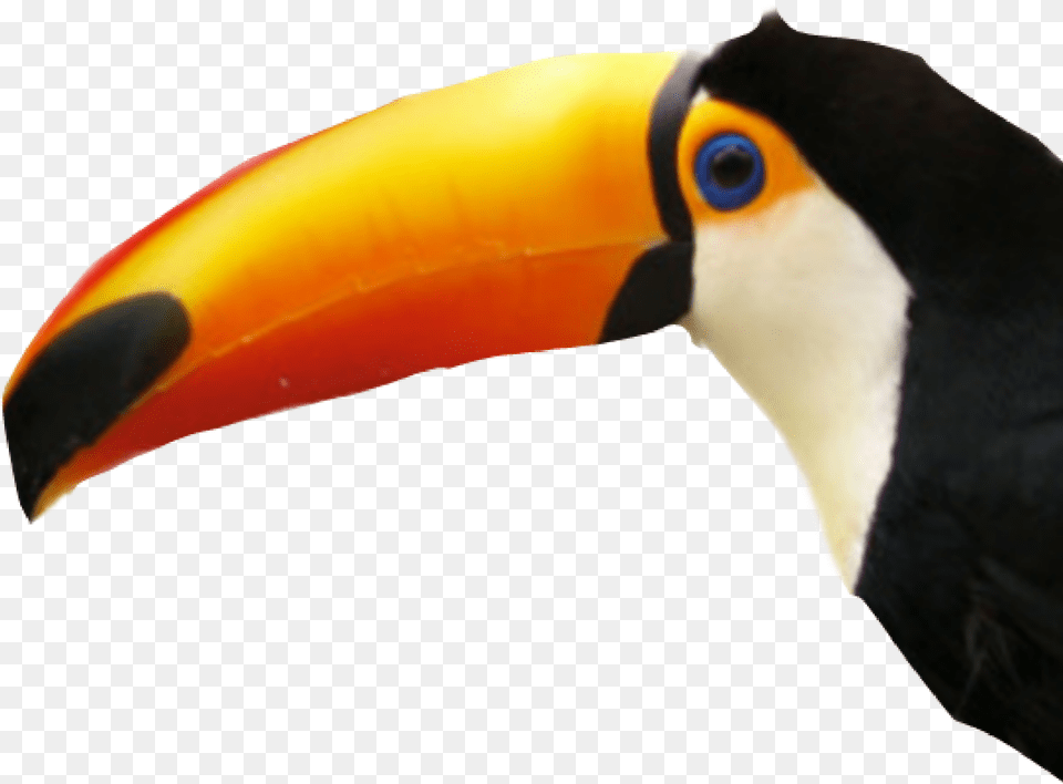 Toucan Bird Sticker Tucan, Animal, Beak Free Transparent Png