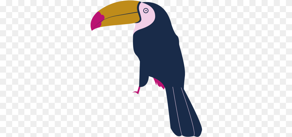 Toucan Bird Transparent Image 678 Toucans, Animal, Beak, Baby, Person Png