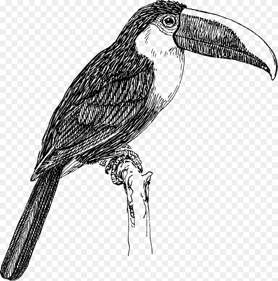 Toucan Black And White, Animal, Beak, Bird, Art Free Transparent Png