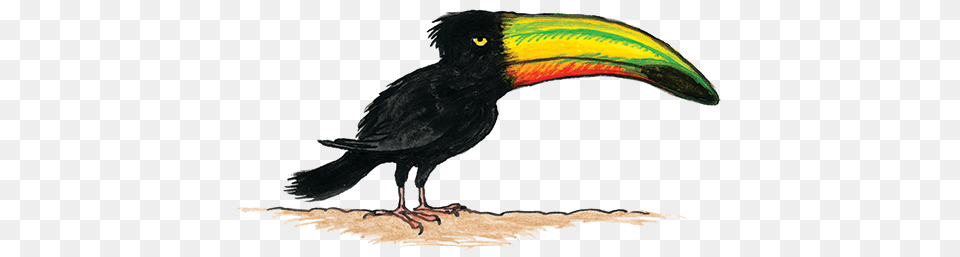 Toucan Cartoon, Animal, Beak, Bird Free Png
