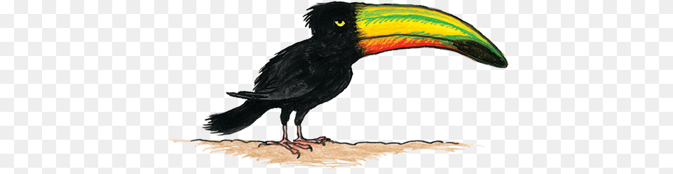 Toucan Cartoon Toucan, Animal, Beak, Bird Png Image