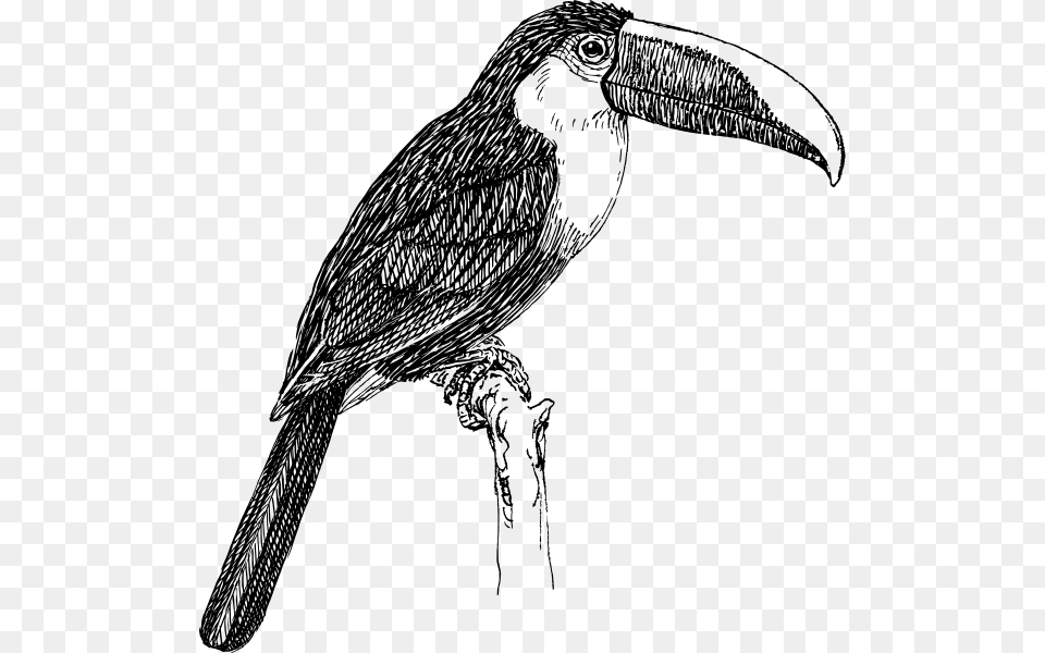 Toucan Clip Art, Animal, Beak, Bird Free Transparent Png