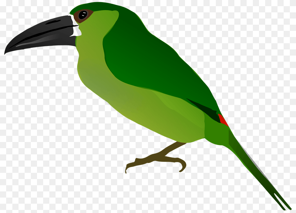 Toucan Clipart, Animal, Beak, Bird, Green Png